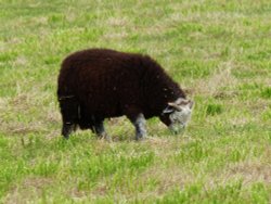 Ravenglass trackside Herdwick sheep Wallpaper