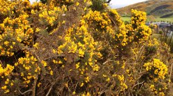 Blooming Heather in Holyrood Palace park Wallpaper