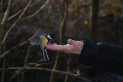 Great tit at Tehidy country park,Camborne, Cornwall. Wallpaper