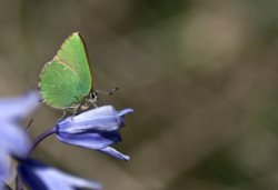 Green Hairstreak Butterfly,Rudge Hill Nature Reserve,near Stroud
