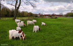 Stour Valley Spring Shillingstone Wallpaper