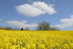 Oilseed Rape at Steeple Claydon, Buckinghamshire Wallpaper