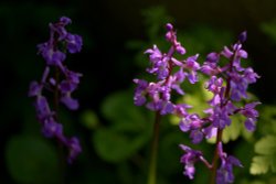 Early Purple Orchid, along Ave's Ditch near Middleton Stoney, Oxfordshire Wallpaper