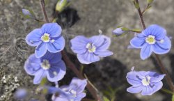 Speedwell in the Churchyard at Sandford St Martin, Oxfordshire Wallpaper