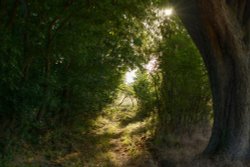 Wooded Glade at Middleton Stoney, Oxfordshire Wallpaper