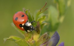 Ladybird at Tackley, Oxfordshire Wallpaper