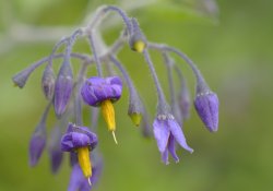 Woody Nightshade near Chetwode, Buckinghamshire Wallpaper