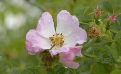 Dog Rose at Hillesden, Buckinghamshire Wallpaper