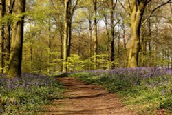 bluebells of barnsley Wallpaper