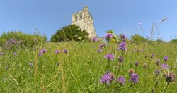 Knapweed and Church, Edlesborough, Buckinghamshire Wallpaper