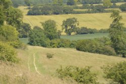 The Ashridge above Ivinghoe, Buckinghamshire Wallpaper