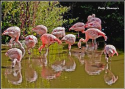 Pretty Flamingos. Twycross Zoo. Wallpaper