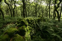 Padley Gorge Wallpaper