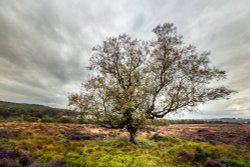 Hathersage Wallpaper