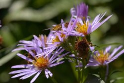 Michaelmas Daisies in the Churchyard, Great Tew, Oxfordshire Wallpaper