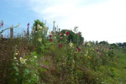 Light Railway Ride - Walsingham to Wells Wallpaper