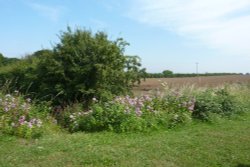 Light Railway Ride - Walsingham to Wells Wallpaper