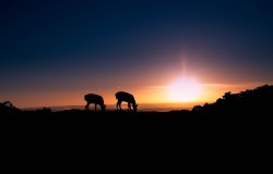 Bradgate park Wallpaper