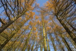 Tree Canopy, near Allgreave, Peak District National Park, Cheshire Wallpaper