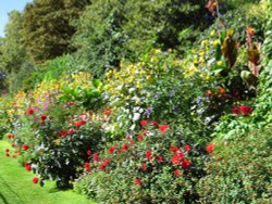 Loveley  flowers on a sunny day at  St James's Park  London Wallpaper