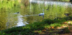 Great sunny day at St James's Park, London Wallpaper