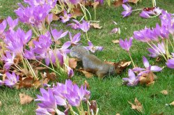 Squirrel playing among pink purple autumn crocus at St James's Park London Wallpaper