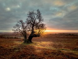 Bradgate park Wallpaper