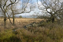 Stone Wall on Moorland above Meerbrook, Staffordshire Wallpaper