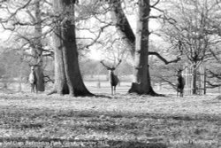 Red Deer, Badminton Park, Gloucestershire 2015 Wallpaper