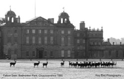 Fallow Deer, Badminton Park, Gloucestershire 1985 Wallpaper