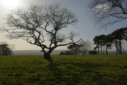 Tree Silhouette on Gun Hill near Meerbrook above Leek, Staffordshire Wallpaper