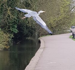 Heron over St Albans lake Wallpaper