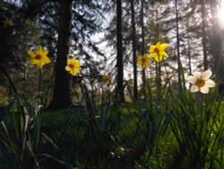 Easter Daffodils- Lynford Arboretum Wallpaper