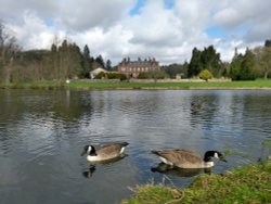 Geese At Lynford Wallpaper