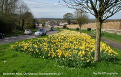 Daffodils on Old Sodbury Hill, Badminton Rd, Old Sodbury, Gloucestershire 2017 Wallpaper