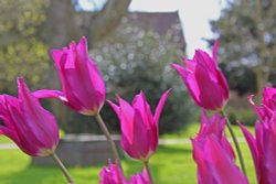 Walled Garden Wallpaper