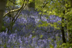 Bluebells at Pott Shrigley, Cheshire Wallpaper