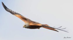 Red kite harewood house Wallpaper