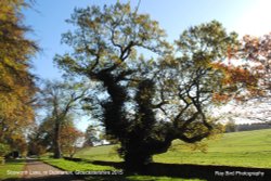 Sopworth Lane, nr Didmarton, Gloucestershire 2015