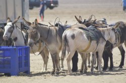 Donkeys on the Beach, Weston-Super-Mare Wallpaper