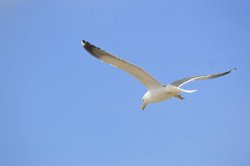 Seagull, Weston-Super-Mare Wallpaper