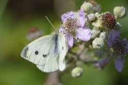 Butterfly, Coombe Abbey Wallpaper