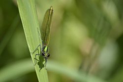 Damselfly, Little Lawford Wallpaper