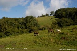 Horses & Hills, Lower Kilcott, Gloucestershire 2012 Wallpaper