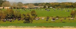 Rush Hour - Countryside Style !!  nr Badminton, Gloucestershire 2009 Wallpaper