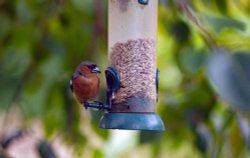 Chaffinch? Not sure, sorry Wallpaper