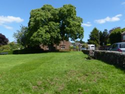 Old Walnut tree, Hayton village, Cumbria Wallpaper