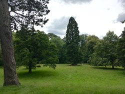 Ancient Trees in the Bishops Park, Bishop Auckland. Wallpaper