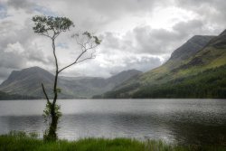 The Lone Tree, Buttermere, Cumbria Wallpaper