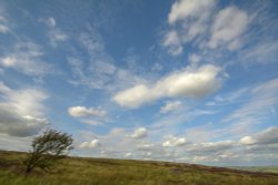 Lone Tree, Peak District National Park, Staffordshire Moorlands